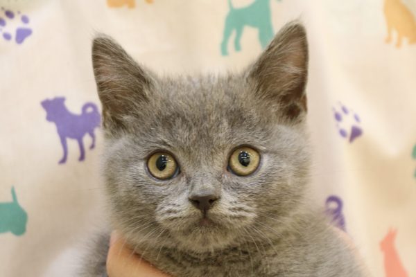 ブリティッシュ