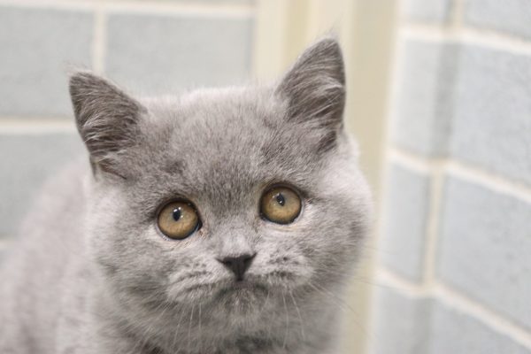 ブリティッシュ