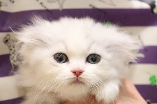 スコティッシュ