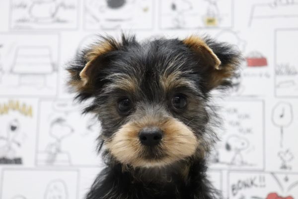 ヨークシャーテリア