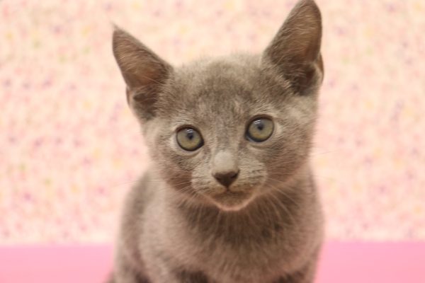 ロシアンブルー