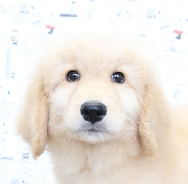 ゴールデンドゥードル