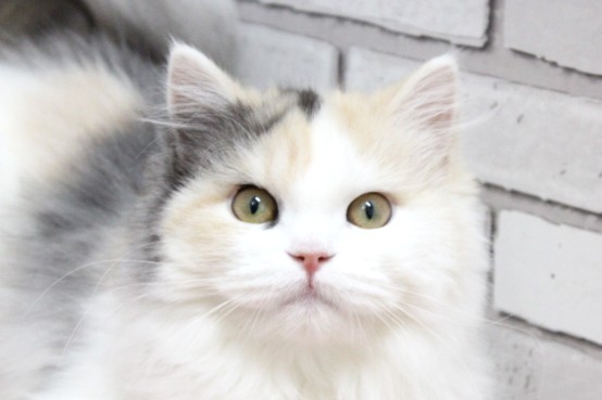 スコティッシュ