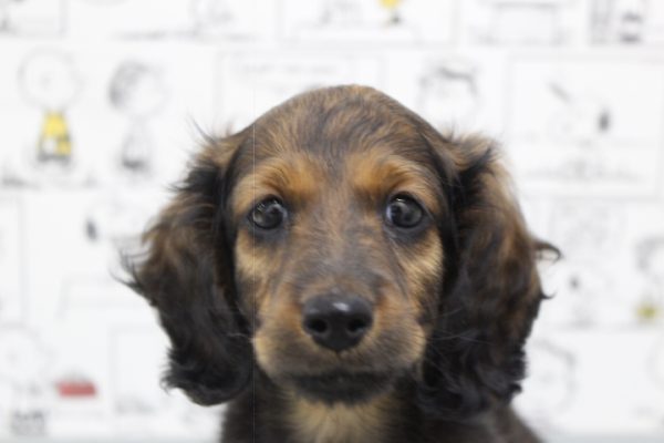 ミニチュアダックスフンド