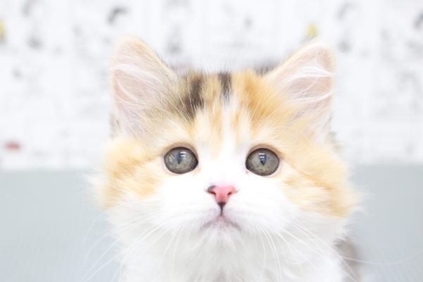 スコティッシュ