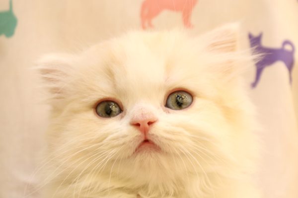 スコティッシュ