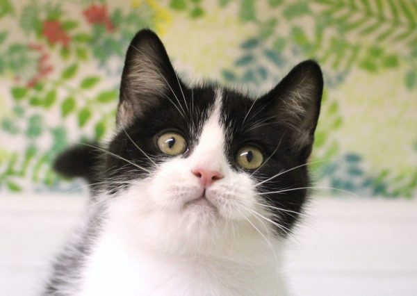 スコティッシュ