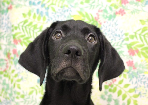 ラブラドールレトリーバー