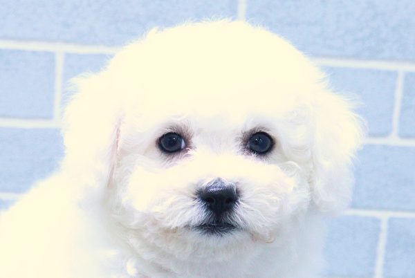 ビションフリーゼ