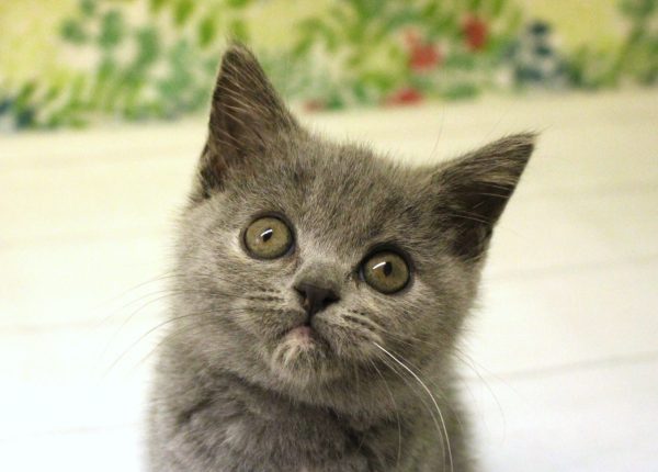 ブリティッシュ