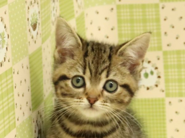 アメリカンショートヘア