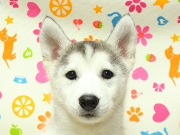 シベリアンハスキー