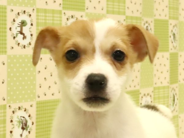 ジャックラッセルテリア