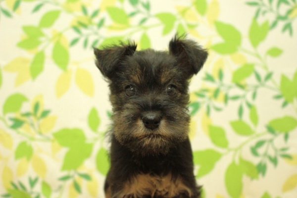 ミックス(ハーフ犬)