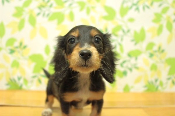 ミニチュアダックスフンド