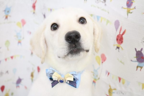 ラブラドールレトリーバー