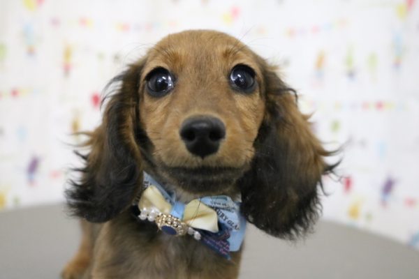 ミニチュアダックスフンド