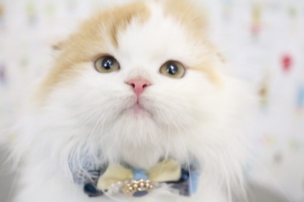 スコティッシュ