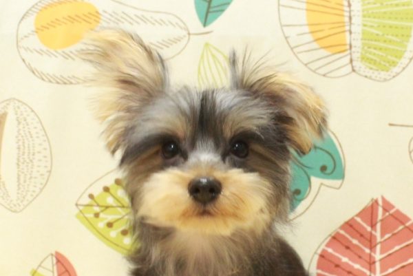 ヨークシャーテリア