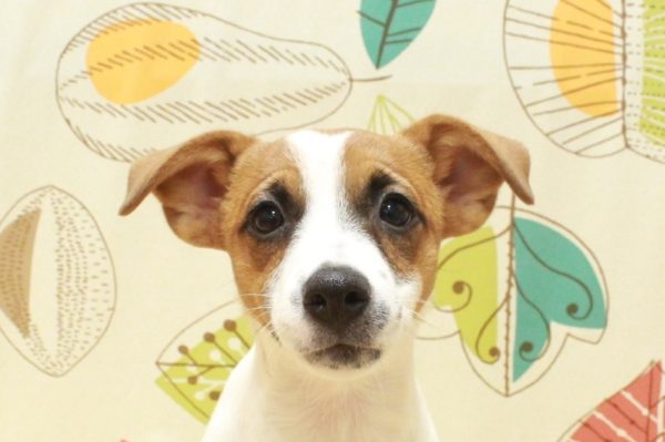 ジャックラッセルテリア