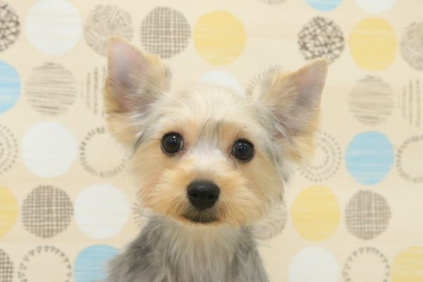 ヨークシャーテリア