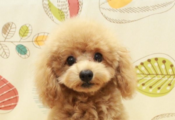 タイニープードル
