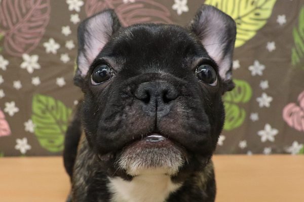 フレンチブルドッグ