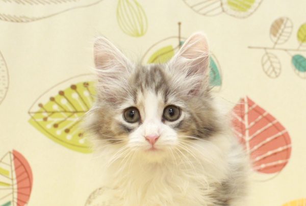 ノルウェージャンフォレストキャット