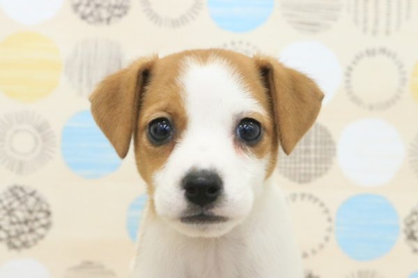 ジャックラッセルテリア