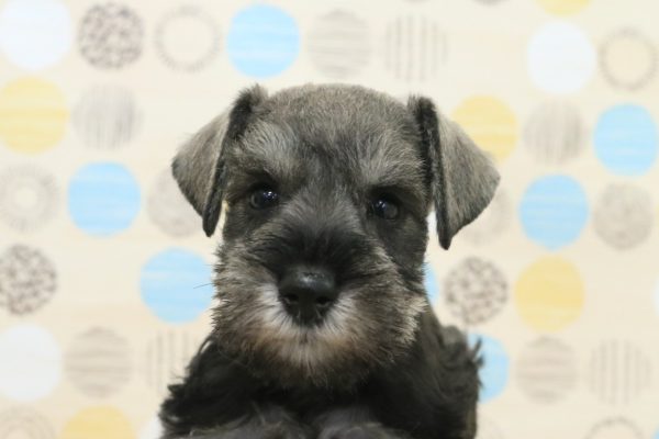 ミニチュアシュナウザー