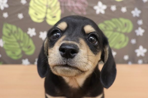 ミニチュアダックスフンド