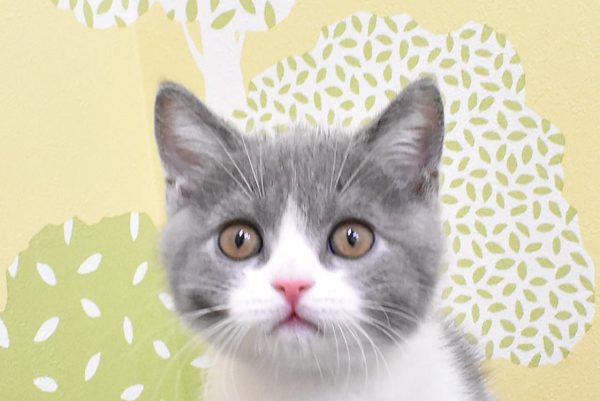 ブリティッシュ