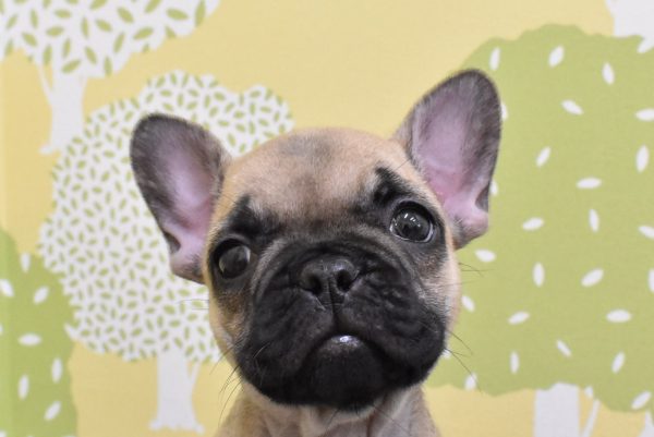フレンチブルドッグ