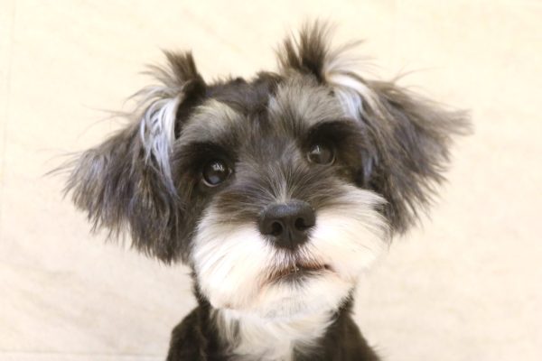 ミニチュアシュナウザー