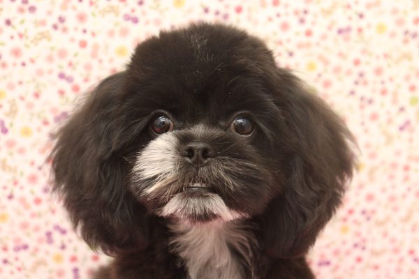 ミックス（ハーフ犬）