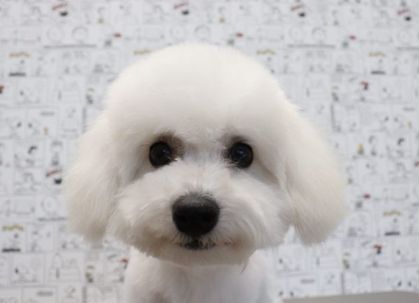 ビションフリーゼ