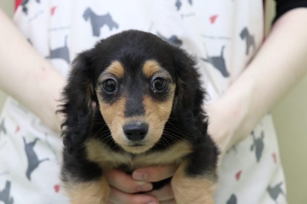 ミニチュアダックスフンド