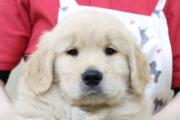 ゴールデンレトリーバー