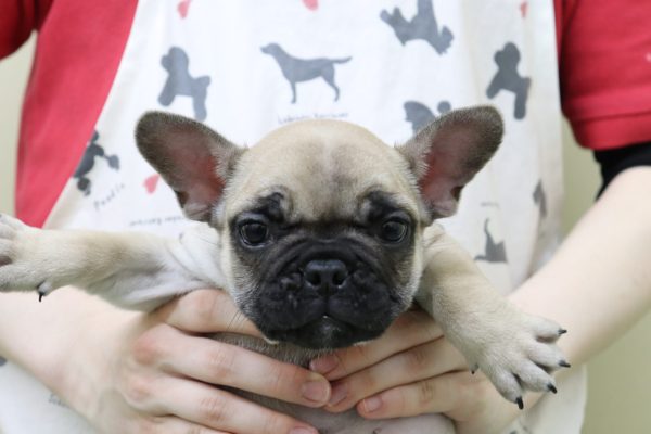 フレンチブルドッグ