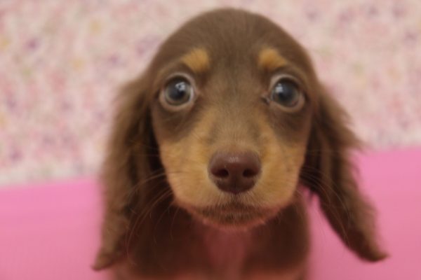 ミニチュアダックスフンド