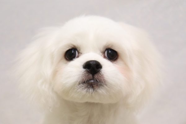 ミックス(ハーフ犬)