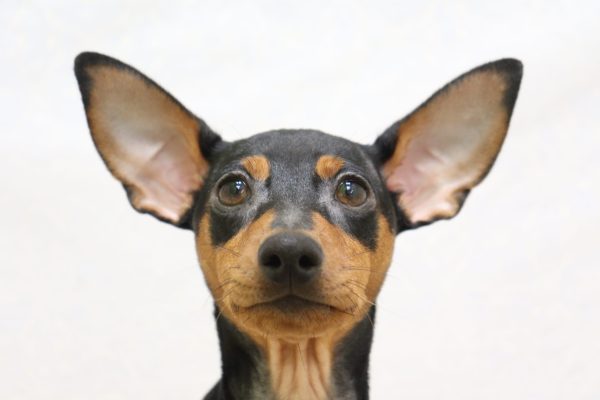 ミニチュアピンシャー