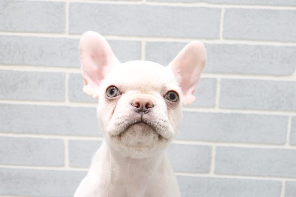 フレンチブルドッグ