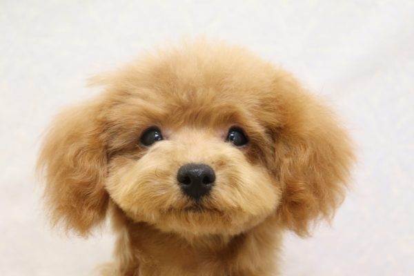 タイニープードル