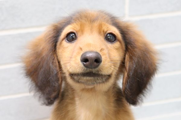 ミニチュアダックスフンド