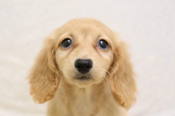 ミニチュアダックスフンド