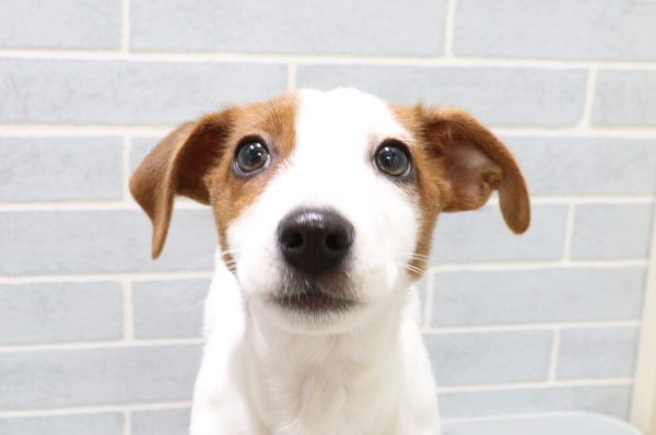 ジャックラッセルテリア