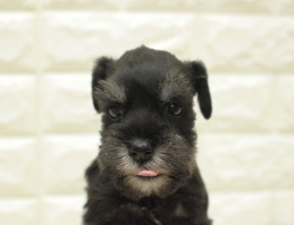 ミニチュアシュナウザー