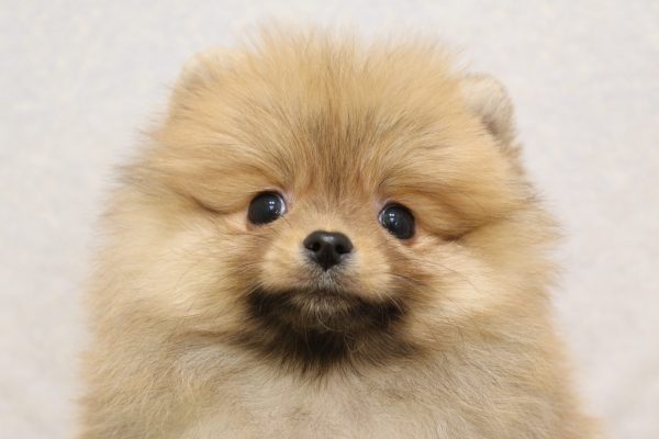 ポメラニアン