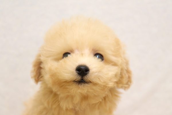 ミックス（ハーフ犬）